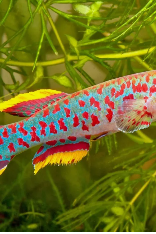 PAIR Gardner’s Killi Steel Blue Aphyosemion Killifish Fundulopanchax Gardneri