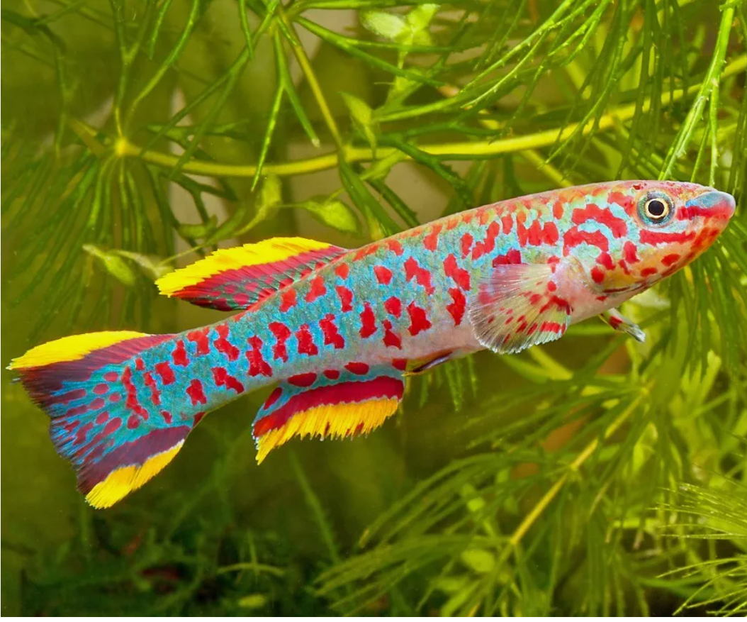 57-40.png PAIR Gardner's Killi Steel Blue Aphyosemion Killifish Fundulopanchax Gardneri - Image 1