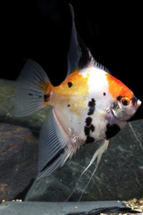 3 Pack Koi Angel Medium Size Body Healthy Live Angel Fish tropical aquarium