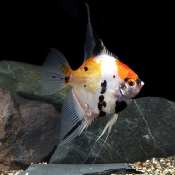 3 Pack Koi Angel Medium Size Body Healthy Live Angel Fish tropical aquarium