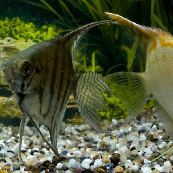 4 Pack Mixed Angels Random Selection Quarter Size Live Fish tropical aquarium