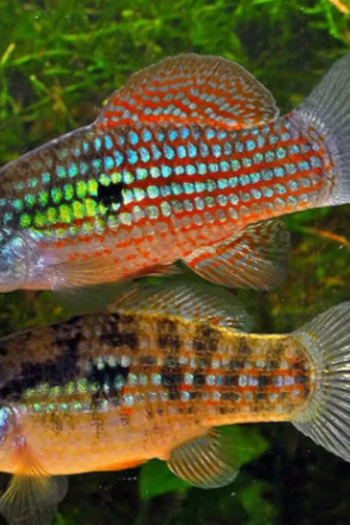 12X Florida Flagfish Jordanella floridae Medium Looks great as a school 12 pack