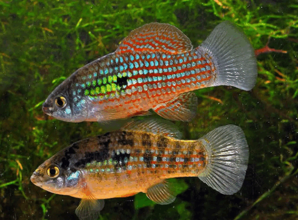 12X Florida Flagfish Jordanella floridae Medium Looks great as a school 12 pack