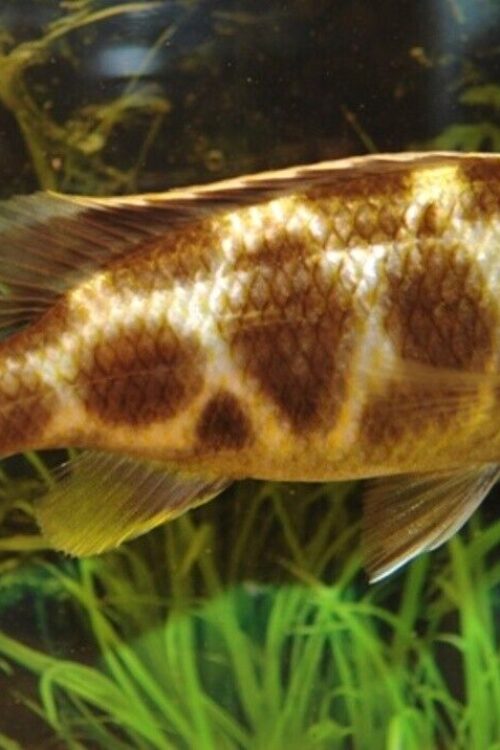 Haplochromis Venustus Cichlids 2″ Healthy Malawi Cichlid Live Fish