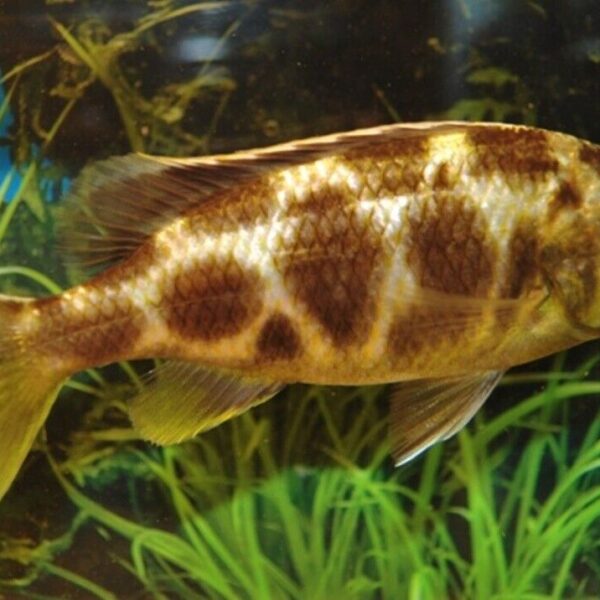 Haplochromis Venustus Cichlids 2" Healthy Malawi Cichlid Live Fish