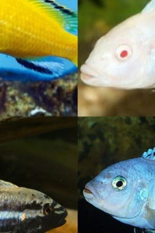 12 Pack Mixed African Cichlids 1″ – 1.25″ Instant Lake Malawi Live Fish