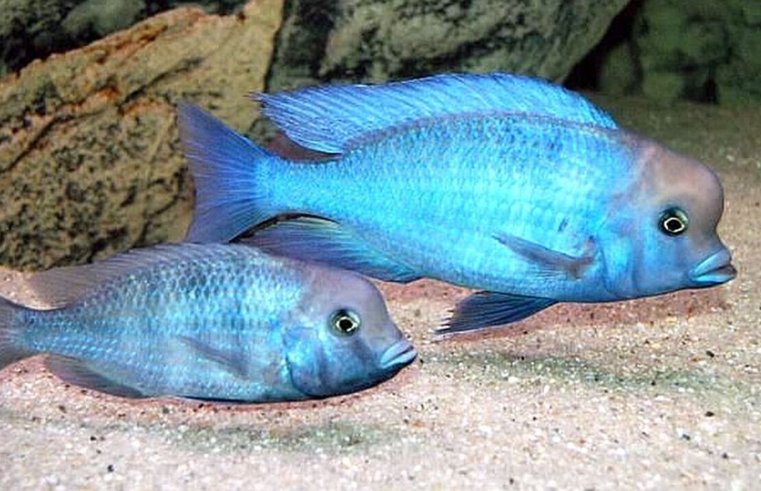 3x Haplochromis Moorii 2-2.5" Stunning Live Fish: Unique African Cichlid Specie