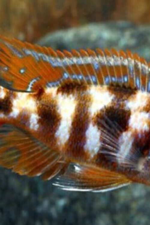 3 Pack V.C 10 Cichlid 2″  Unique African Cichlid Fish Species