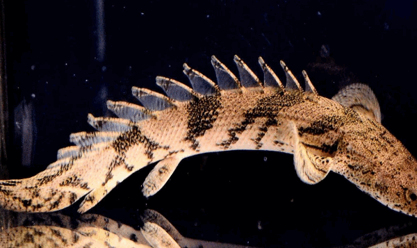 Endlicher Bichir 3.5" - 4" Medium Most wanted Bichir Aquarium Fish Lively