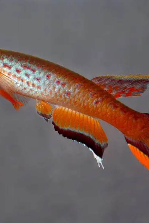 4 Pack of Aphyosemion Australe Killie Med Size Really Nice Beautiful Live Fish