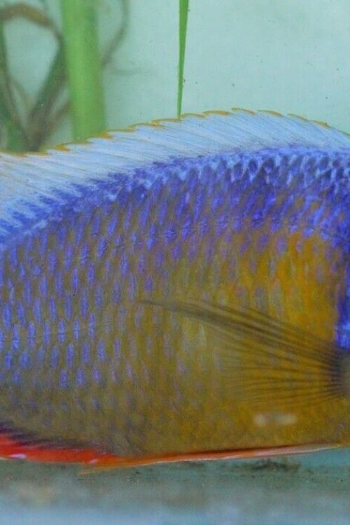 3 Taiwan Reef Cichlid 1.75″ – Colorful Freshwater FAST SHIP