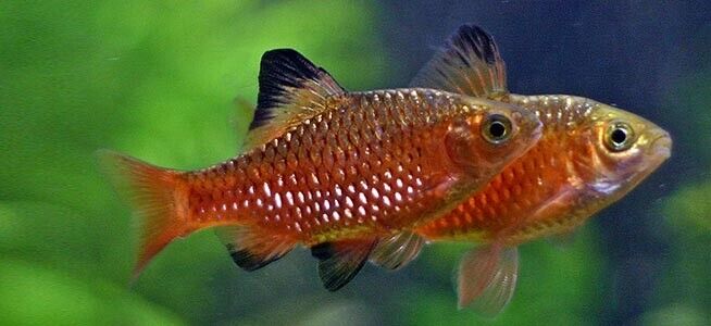 57_0a49f946-d6f5-49c9-87c0-d6b827b8a421.jpg Rosy Barbs Live Fish Active Healthy Aquarium Fish Fast Shipping - Image 1