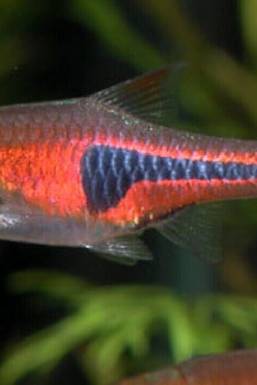 Espe’s Rasbora (Espei) Vibrant Nano Tank Live Fish: Colorful FAST SHIP
