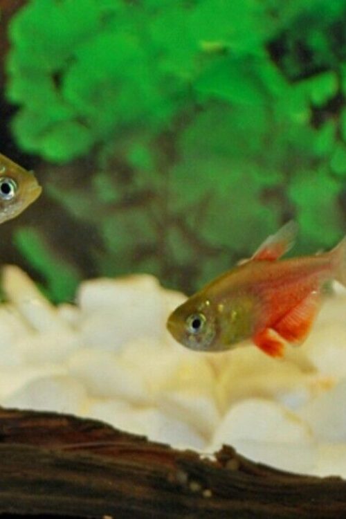 6 Live Orange Flame Von Rio Tetra Premium Freshwater Tropical Fish