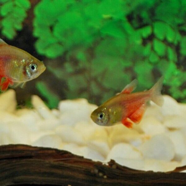 6 Live Orange Flame Von Rio Tetra Premium Freshwater Tropical Fish