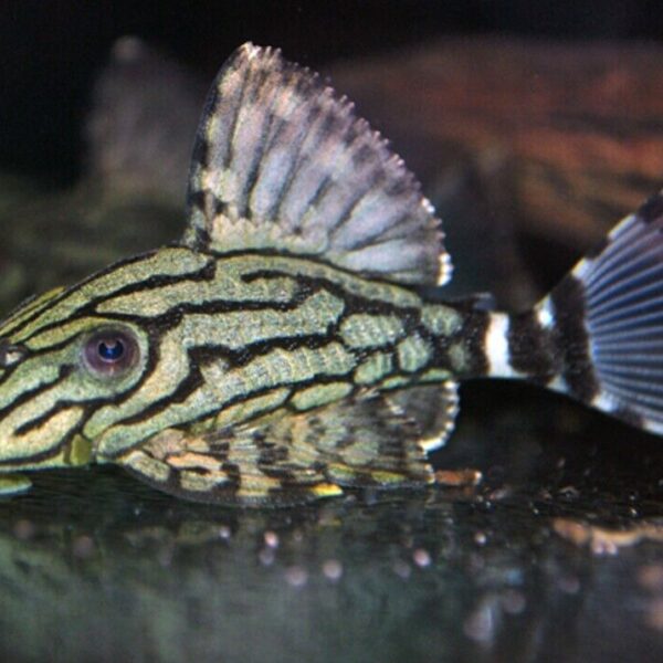 L191 Broken Stripe Royal Pleco - 2.5" Live Fish Healthy Plecos Stunner