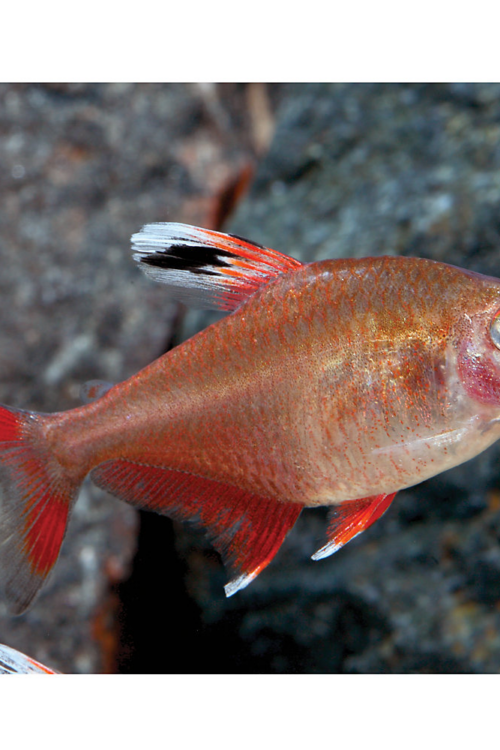 6 Candy Cane Tetras HY511 Tetra Premium Freshwater Live Tropical Fish Healthy