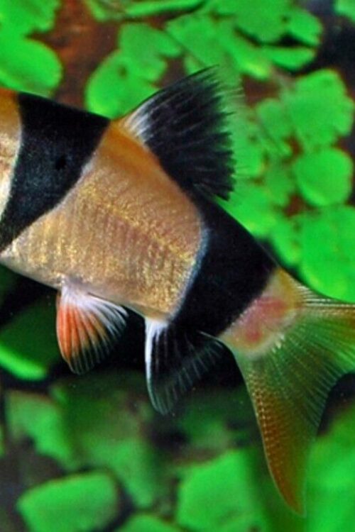 3 pack Clown Loach 1.2″ – Chromobotia macracanthus – Live Fish Freshwater