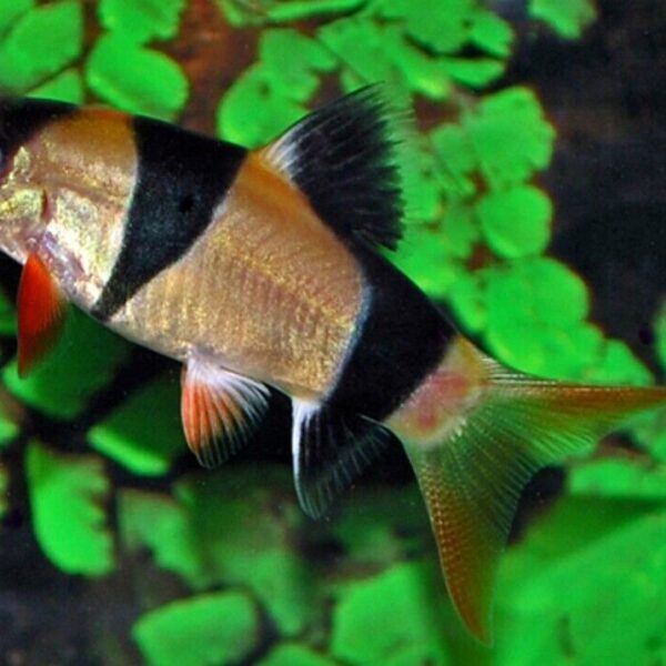 Clown Loach 2"- Chromobotia macracanthus - Live Fish Freshwater