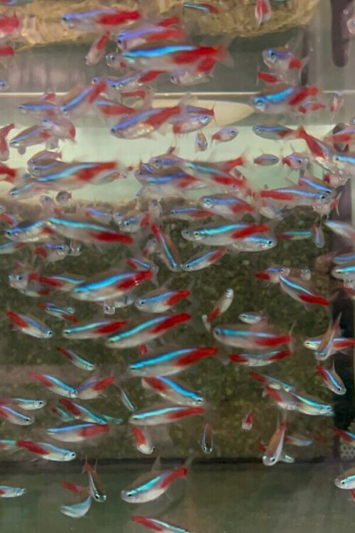 12 Neon Tetras Xtra Large Great Wild Caught specimens.
