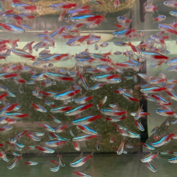 12 Neon Tetras Xtra Large Great Wild Caught specimens.