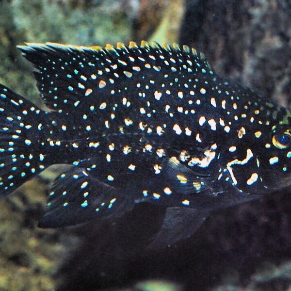 2 Pollen's Cichlid 1" - 1.5" Freshwater Cichlid Live Fish