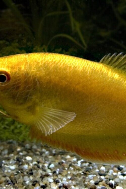 Exciting Gold Gourami – Stunning Tropical Fish – Fast Shipping -Buy It Now!