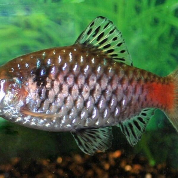 5 Odessa Barbs Small Live Aquarium Fish Community tank schooling live fish