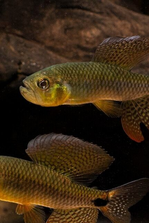 5x Sailfin Tetra – MED – Live Fish Schooling Crenuchus Spilurus Collectible!