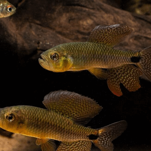 5x Sailfin Tetra - MED - Live Fish Schooling Crenuchus Spilurus Collectible!