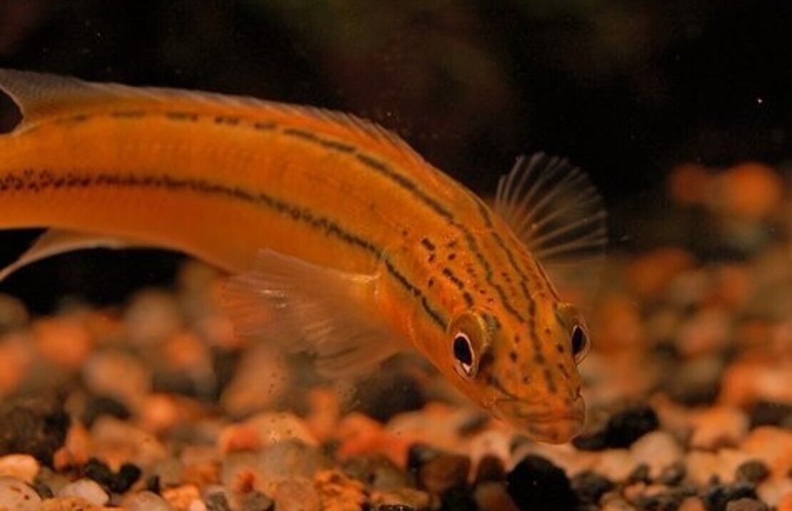 57_28f9173c-3979-49c1-a591-c5b193efd8d2.jpg Orange Pike Xingu Cichlid Live Fish 3.5" African Cichlid Live Fish Aquarium - Image 1