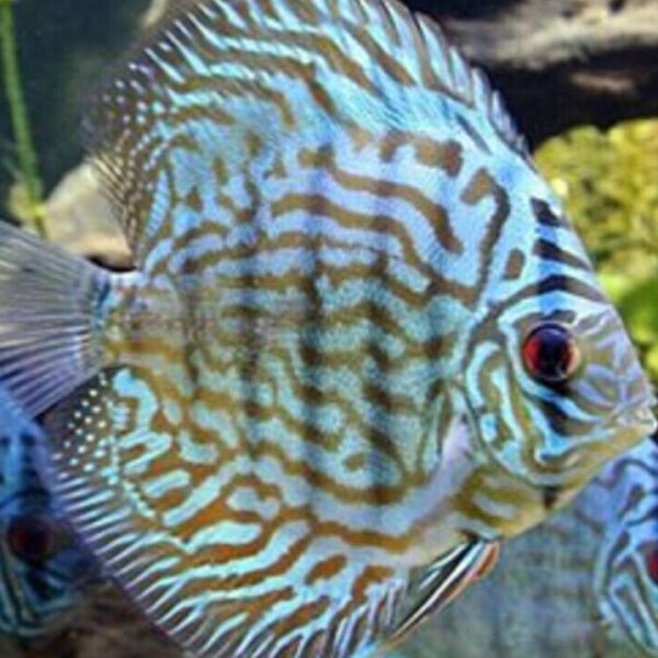 💎 Turquoise Blue Discus Fish 2.5" Healthy Live Angel Fish tropical aquarium