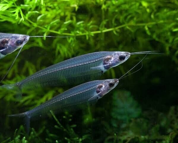 🐟3x Glass Catfish - Kryptopterus Bicirrhis 🐟 Live Freshwater Fish