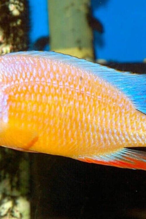 3 Albino Taiwan Reef Cichlid 1.75″ – Colorful Freshwater FAST SHIP