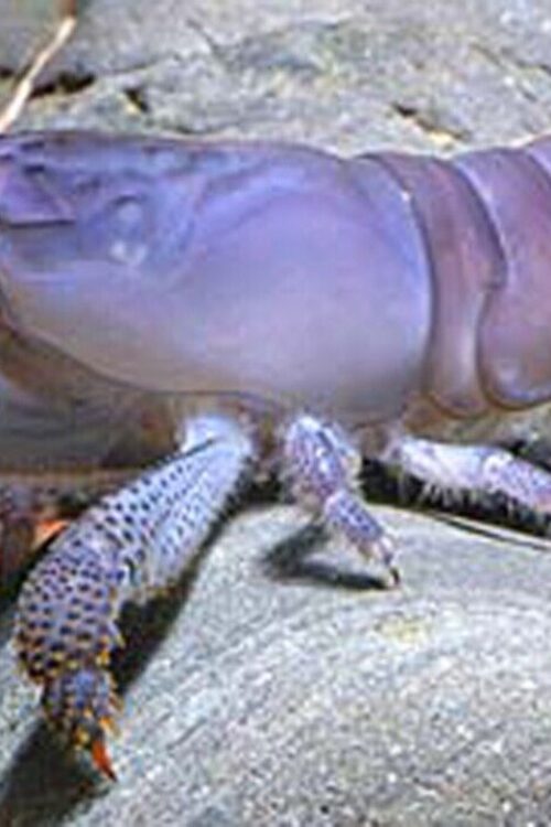 Blue African Viper Shrimp Atya Gabon Live Freshwater Fish Tropical fun Addition