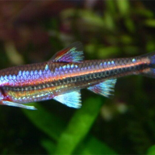 3x Rainbow Shiner (Notropsis chrosomus) Tank-Bred Great Pond Fish Striking Color