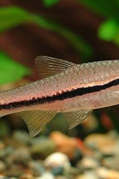 12 BRILLIANT RASBORAS (Rasbora einthovenii) Rare striking Live Fish Crazy Price