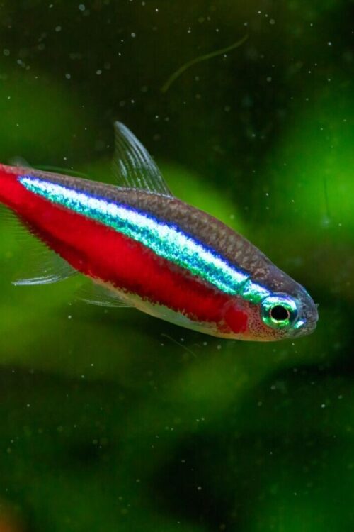 6x Cardinal Tetras Wild Caught Med. Striking Colors live Fish for Aquarium! 🌈FAST SHIPPING
