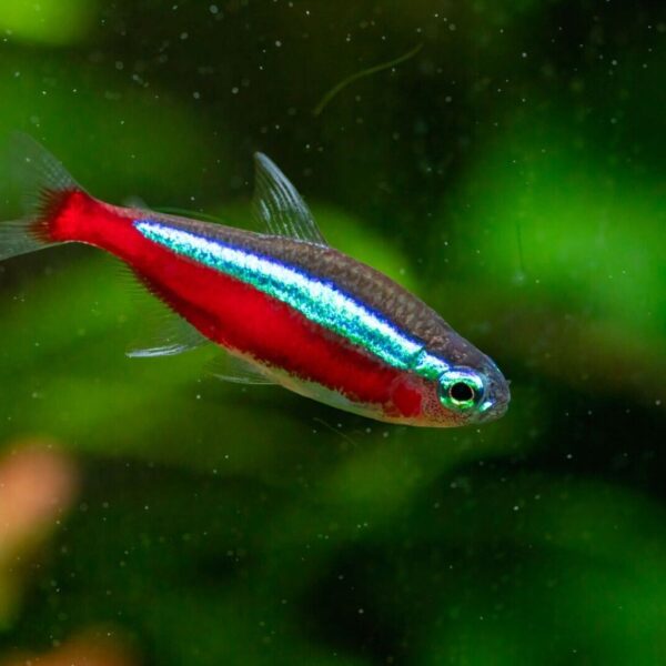 6x Cardinal Tetras Wild Caught Med. Striking Colors live Fish for Aquarium! 🌈FAST SHIPPING