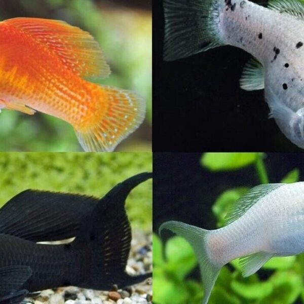 5 Mixed Molly Pack Medium Size- Awesome Healthy Lively ! 🌿 Live Fish