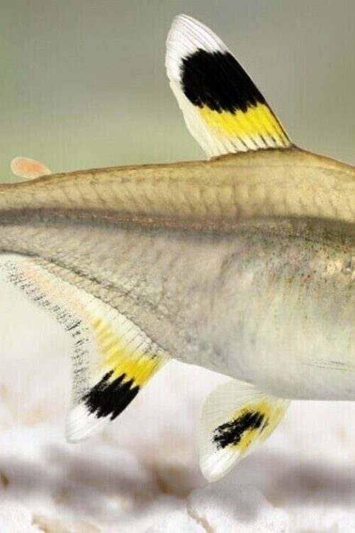 ⭐ 12 Pristella Tetra (Pristella maxillaris) Med. – Hardy & Peaceful Community Fish