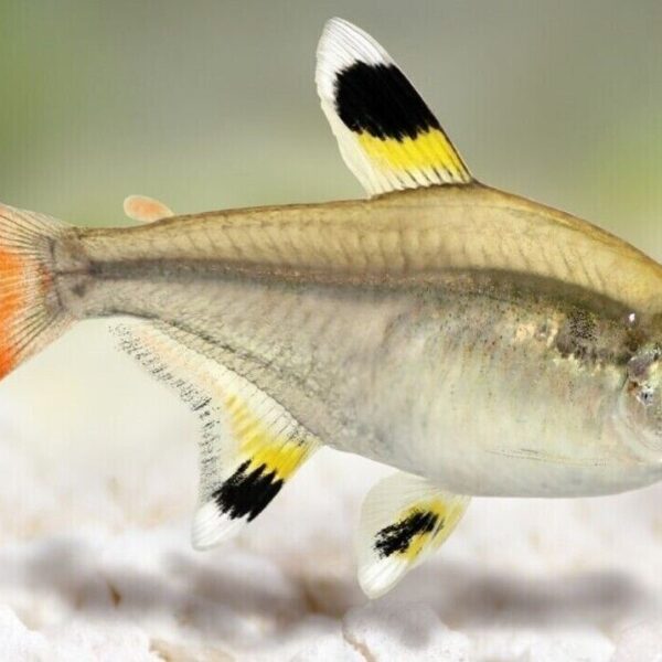 ⭐ 12 Pristella Tetra (Pristella maxillaris) Med. - Hardy & Peaceful Community Fish