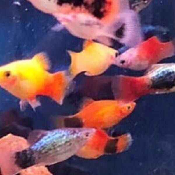 Colorful 12-Pack Mixed Platy Live Fish: Vibrant Community Aquarium Species