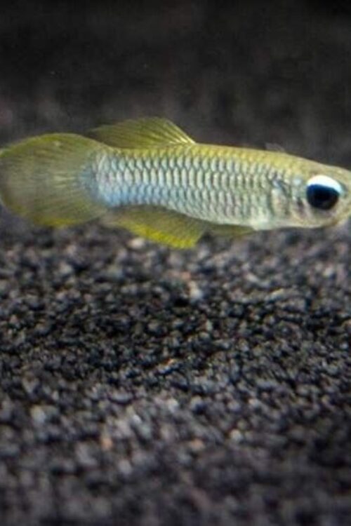 6 Pack of Norman’s Blue Lampeye Killie beautiful Live Fish Freshwater Aquarium