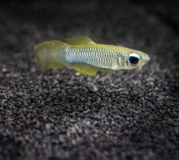 6 Pack of Norman's Blue Lampeye Killie beautiful Live Fish Freshwater Aquarium