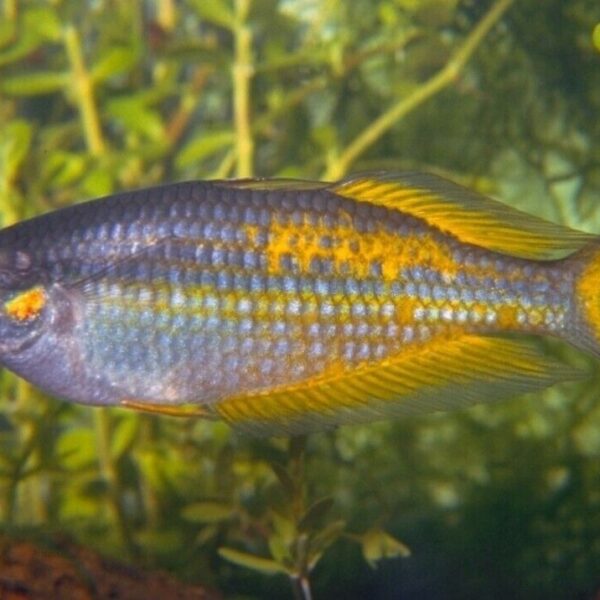 2 PACK Parkinson Rainbow - Rainbowfish live Fish Tropical Aquarium Fish