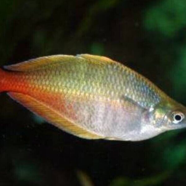 2 PACK Bleheri Rainbow - Rainbowfish live Fish Tropical Aquarium Fish