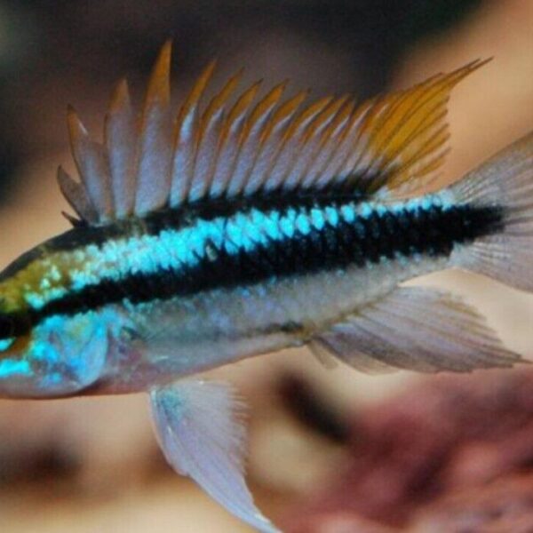 1 Pair Apistogramma Trifasciata M/L Live Tropical Aquarium Fish