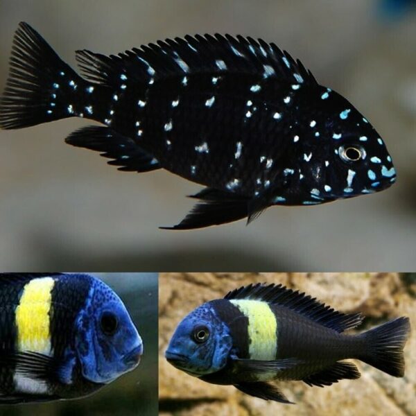 2 Tropheus Duboisi 1.5" Stunning Live Fish: Unique African Cichlid FAST