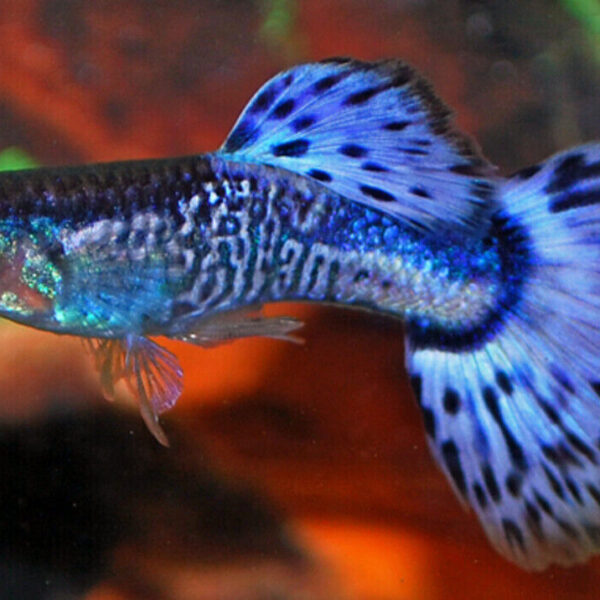3 Blue Snakeskin Male Guppies -Stunning Colors Limited Stock Live Fish